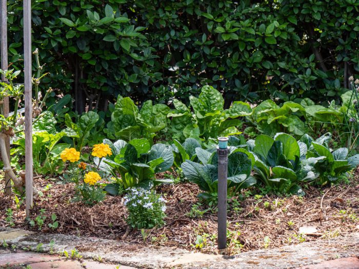 Sprinkler in a veggie bed