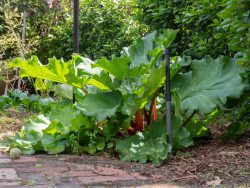 Sprinkler in a veggie garden